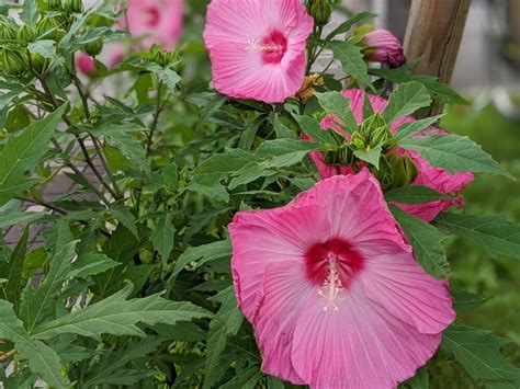 芙蓉難種|芙蓉の育て方｜種まきや剪定、挿し木の時期と方法 